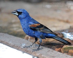 A stunning male Blue Grosbeak.