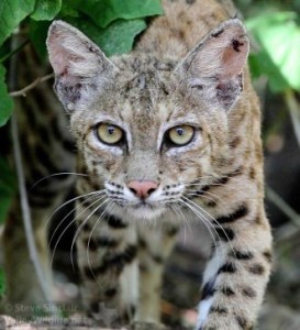 A Bobcat on the prowl!