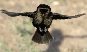 The male Bronzed Cowbird does an interesting helicopter dance as part of its courtship.