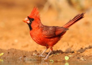 A Northern Cardinal enjoying a drink in south Texas.