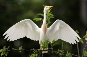 A Cattle Egret in breeding plumage.