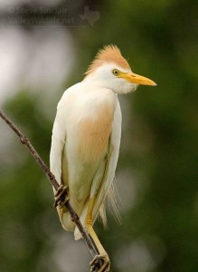 A closer look at this pretty bird.