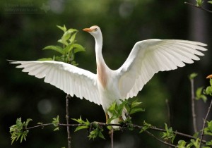 The Cattle Egret is actually native to Africa but came to South America by boat sometime during the past 100 years and has expanded north ever since then.