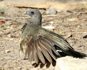 This Chachalaca is perhaps cleaning its feathers or ridding itself of parasites  by allowing ants to climb through its plumage.