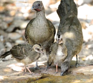 A family of Plain Chachalacas.