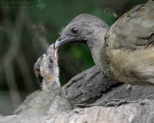 A close look at a Plain Chachalaca feeding a fledgling.