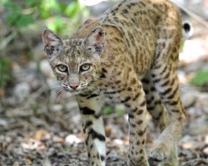 Close encounter with a Bobcat.