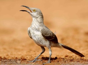 Curve-billed Thrasher.