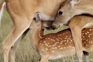 Sometimes, you even get close looks at a doe feeding her fawn.