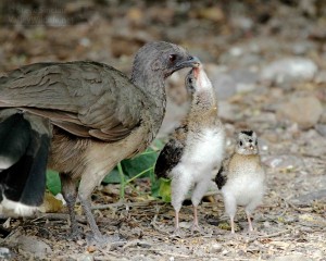 A Plain Chachalaca feeding a couple of youngsters.