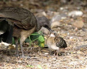 Note how different the babies look from the adult bird. Their more cryptic plumage helps to hide them from predators.