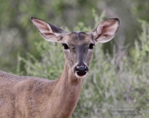 Another look at that thirsty Doe.