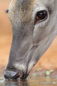A Doe getting a drink.