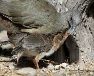 Feeding time for teh chachalacas.