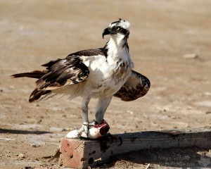 An Osprey with its catch.