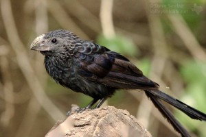 A Groove-billed Ani in south Texas.