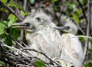 Some of the baby egrets in the rookery.