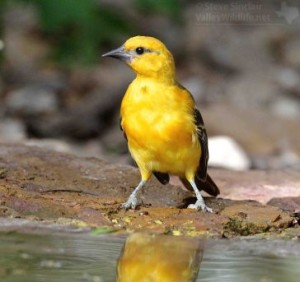 The juvenile Altamira Oriole looks more like a Western tanager than the striking orange and black adults!