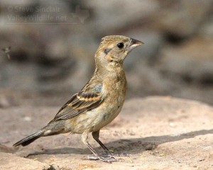 Juvenile Blue Grosbeak.