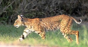 A Bobcat on the prowl!