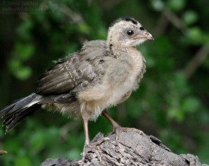 A baby chachalaca on top of its little world.