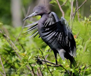 A beautiful Little Blue Heron in breeding plumage.