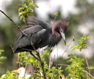 The Little Blue Heron is actually more closely related to the Snowy Egret than the Great Blue Heron.