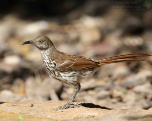 Long-billed Thrasher.