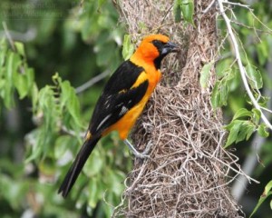 A beautiful male Altamira Oriole.