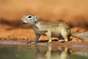 A beautiful Mexican Ground Squirrel in south Texas.