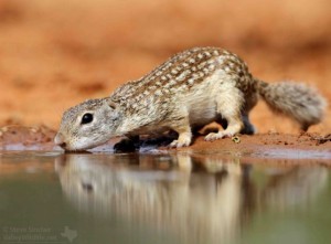 Mexican Ground Squirrel.