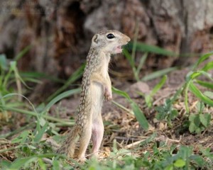 A Mexican Ground Squirrel chirps in alarm.