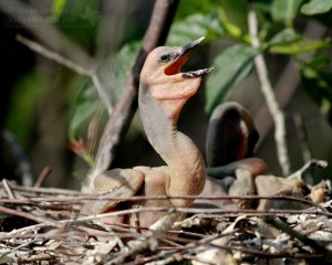 This is what a newborn Anhinga looks like!