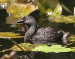 A Least Grebe at Sabal Palm Grove.