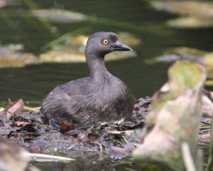 Here is the female Least Grebe brooding her eggs.