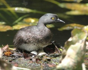 Here she is getting ready to settle back down on the eggs.