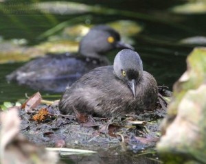 The male can be seen in the background as he checks on his mate and the nest.