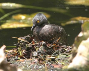 The female puts leaves and other debris back on the nest.