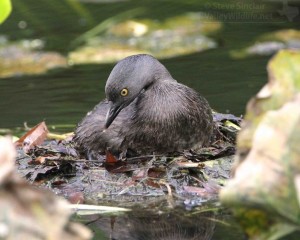 The female grebe sitting back on the nest.