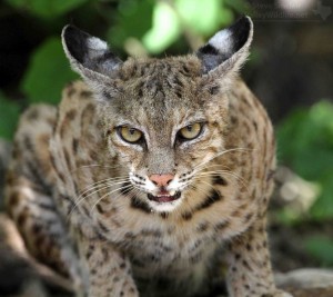 This Bobcat wasn't too happy to see me either!