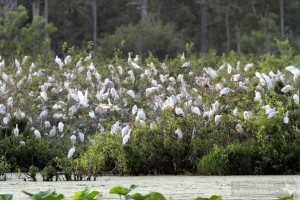 Just one part of that huge rookery!