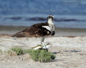 An Osprey with its catch. maybe a Sea Trout?