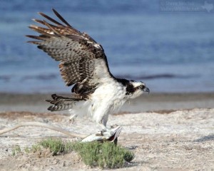 The wings of the Osprey are quite long.