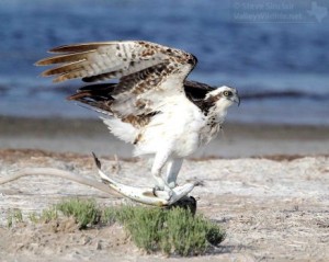 Note the large talons. Long claws and sharp little points on its feet help the Osprey grasp its slippery prey.