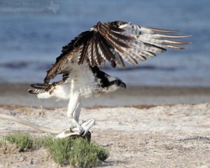 The Osprey gets ready to take flight with its catch.