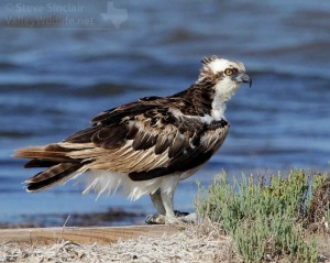 The Osprey is a common sight at waterways in southern Texas.