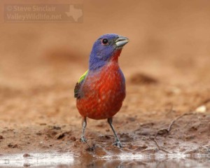 A beautiful male Painted Bunting in south Texas.