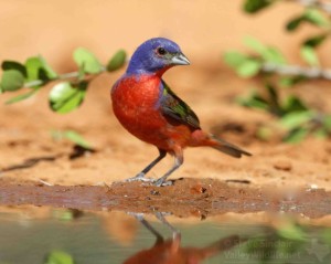 Here's a fantastic looking male Painted Bunting.