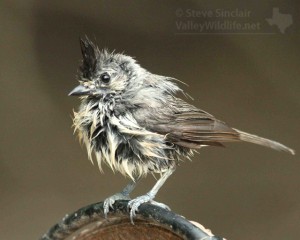 A bedraggled, soaking wet Black-crested Titmouse.