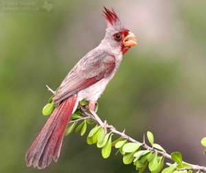 The Pyrrhuloxia displays a rare, delicate beauty.
